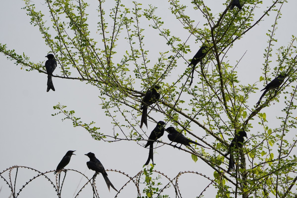 Drongo royal - ML643691774