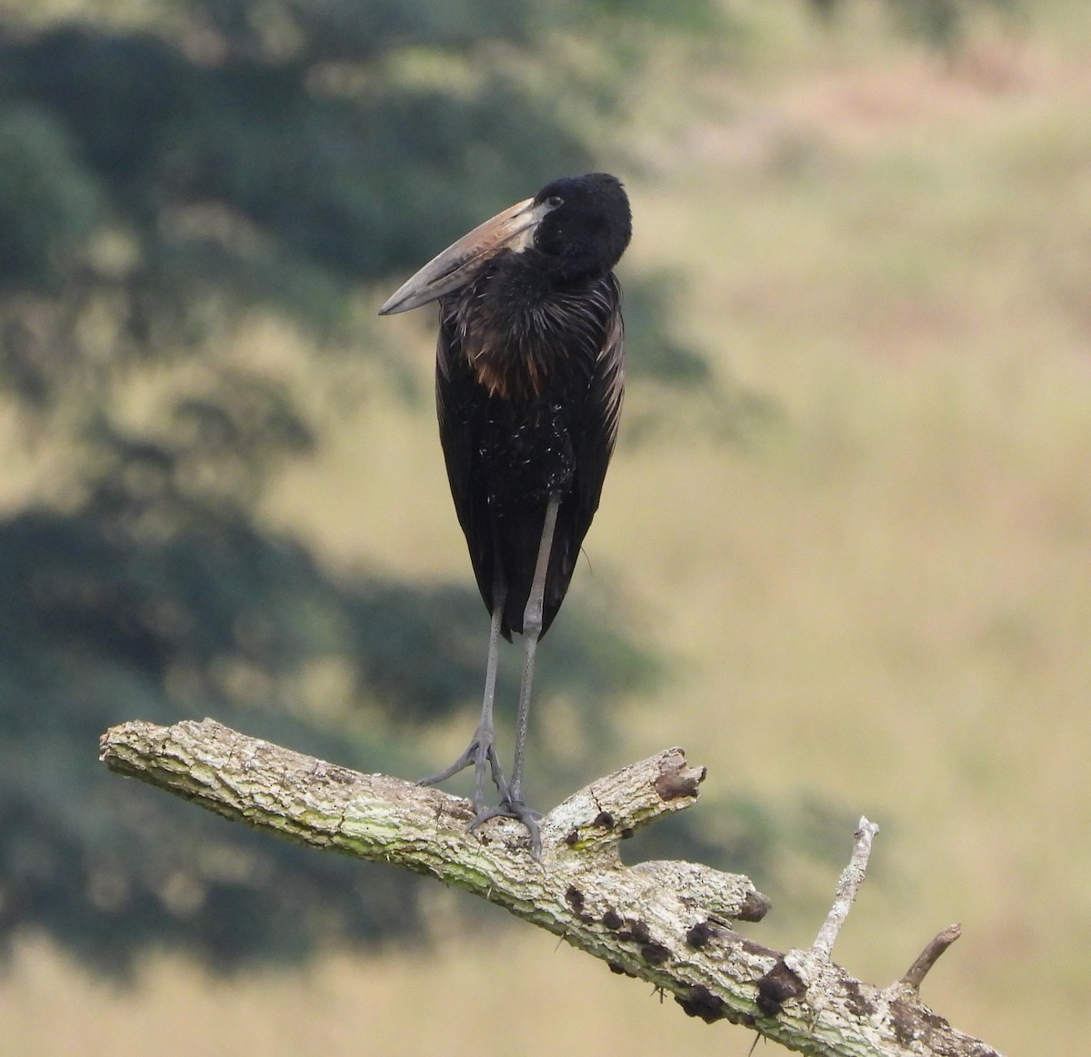 African Openbill - ML643691780