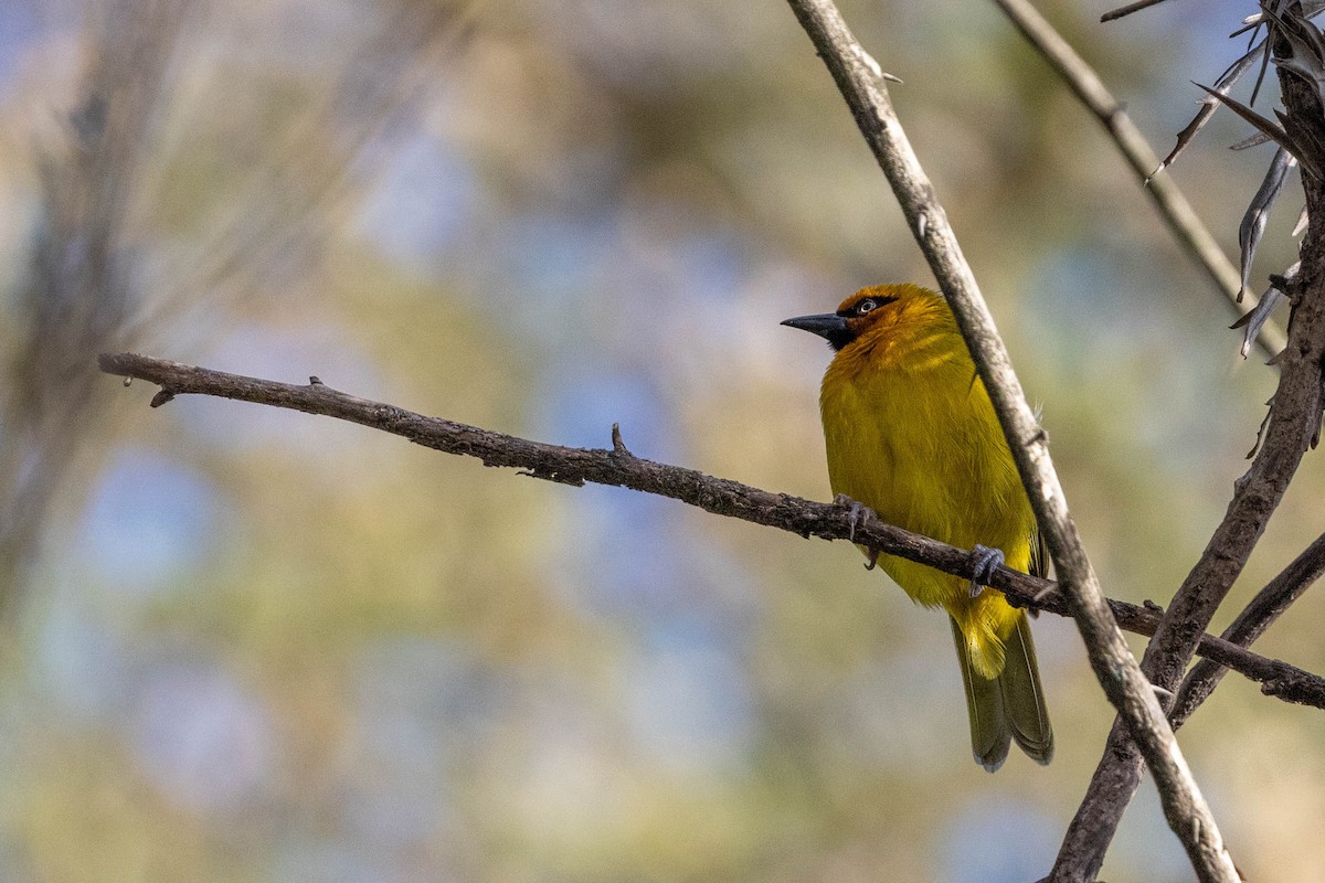 Spectacled Weaver - ML643691781