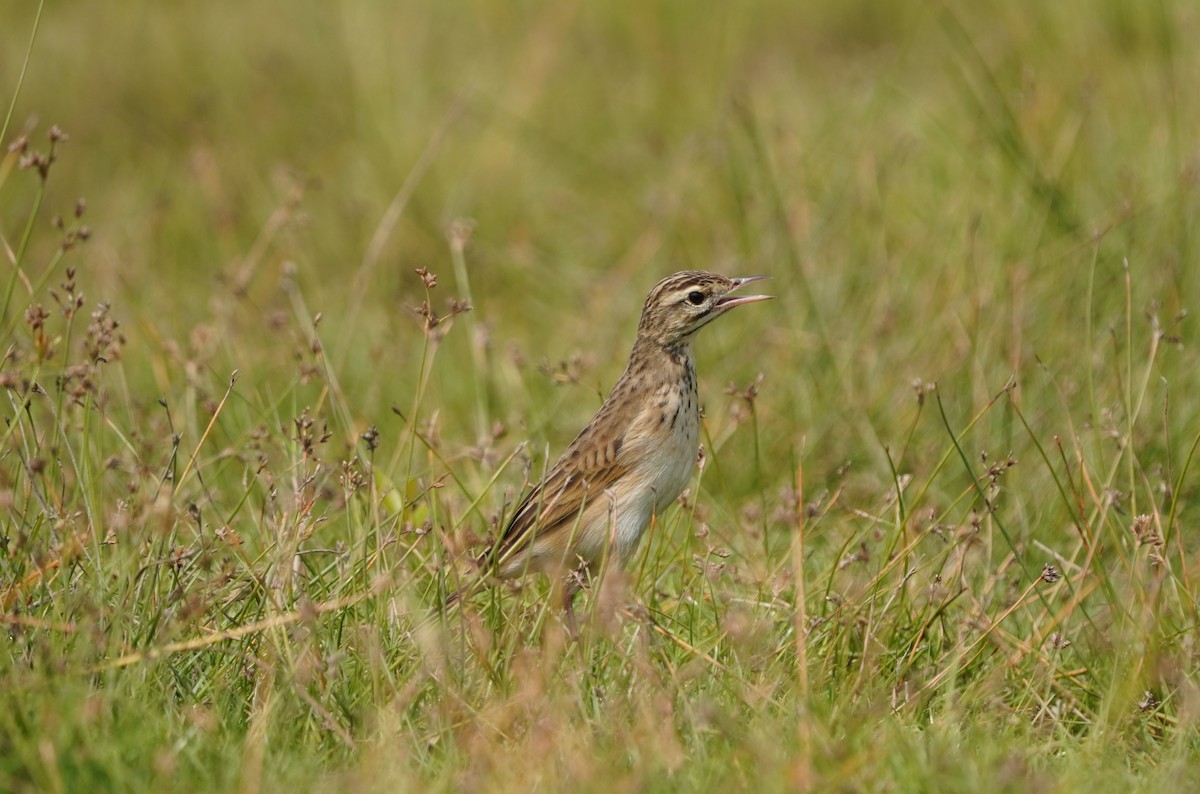 Pipit rousset - ML643691783