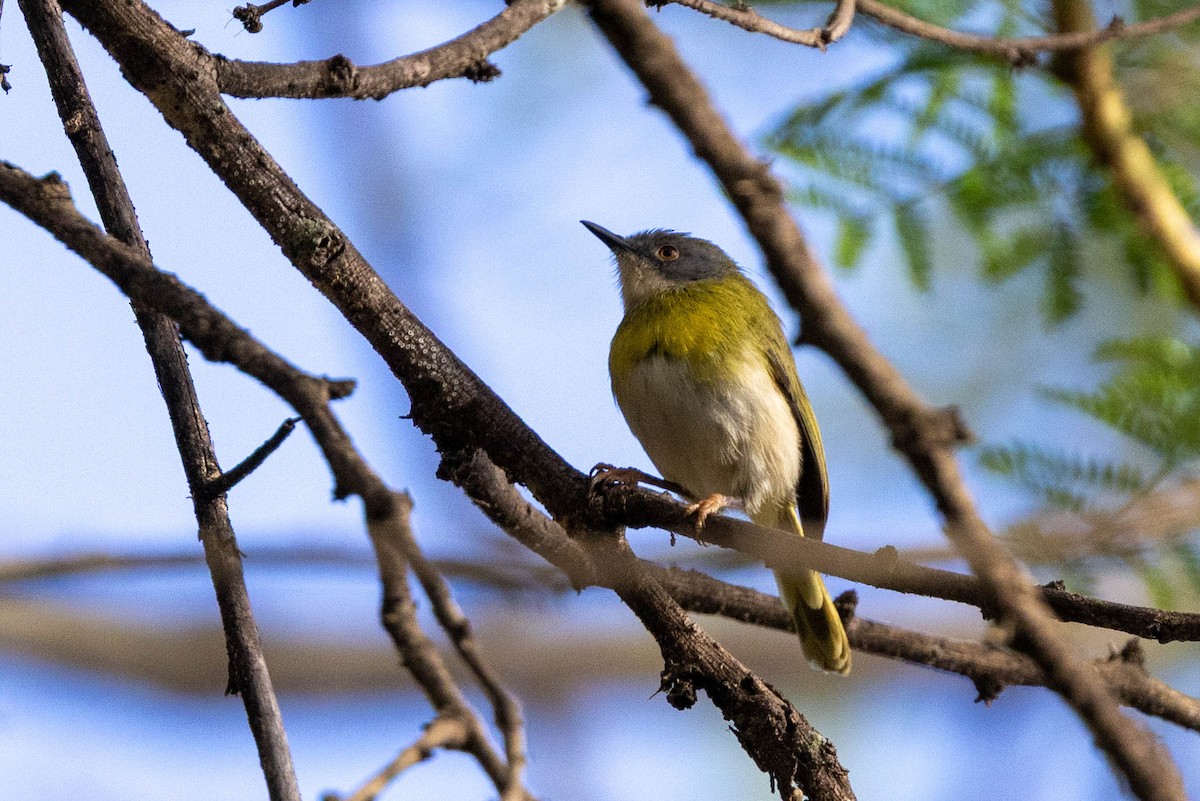 Yellow-breasted Apalis - ML643691804