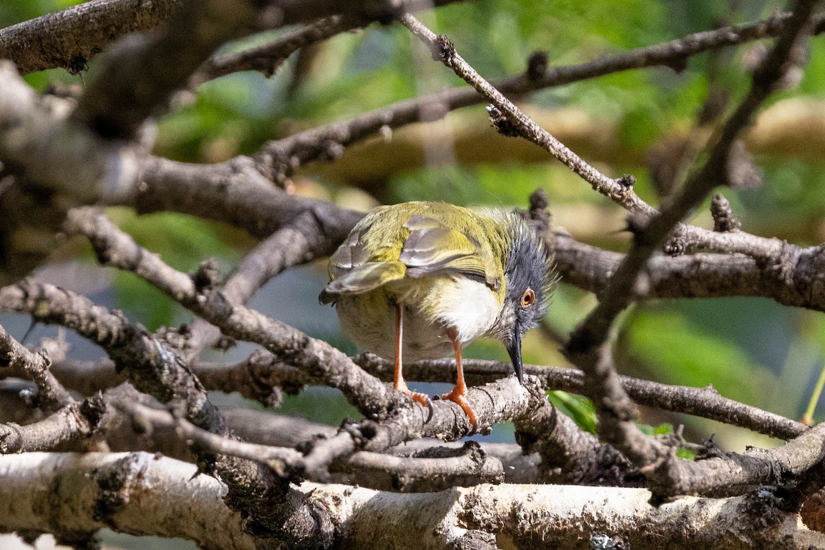 Yellow-breasted Apalis - ML643691805