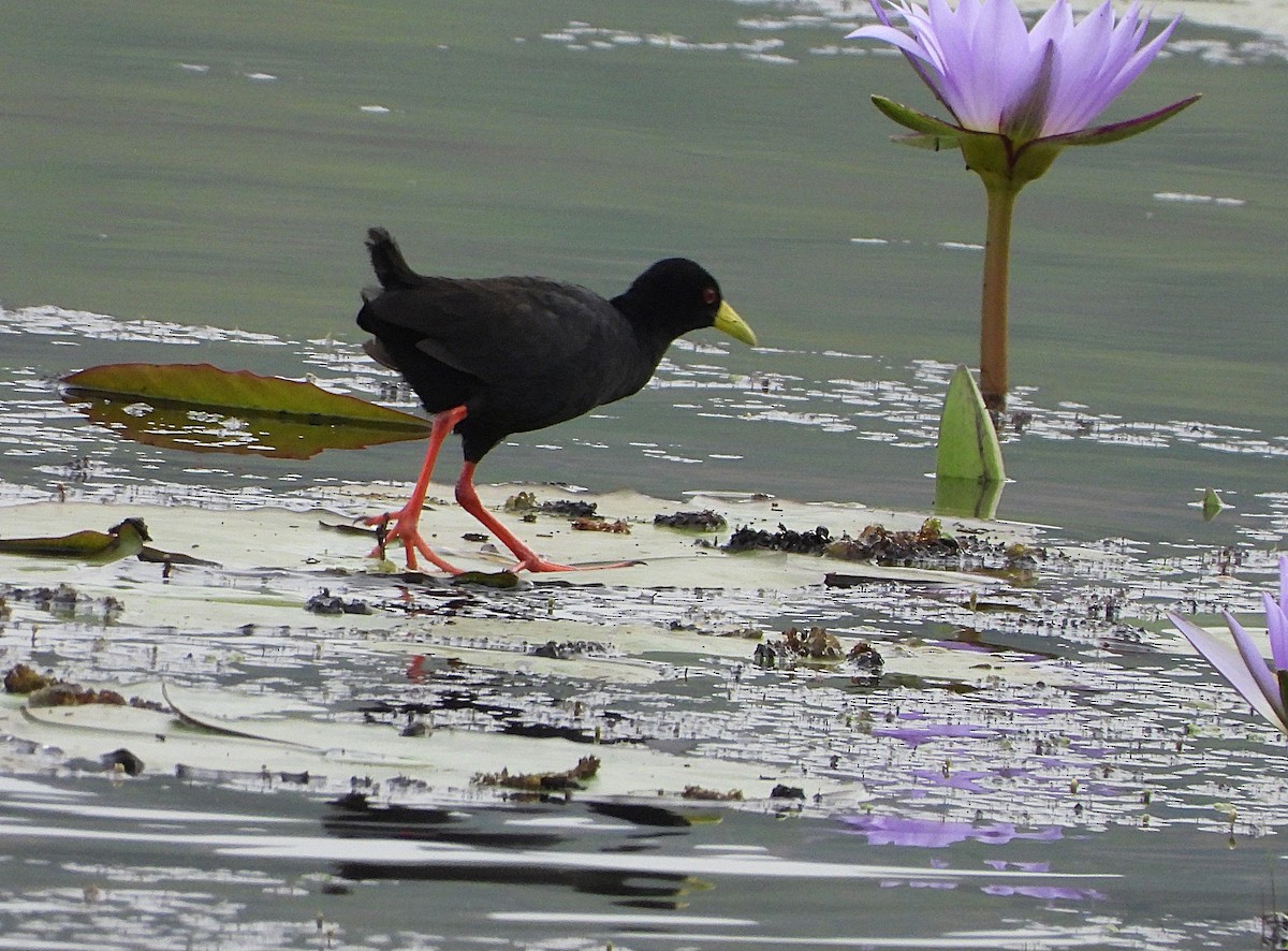 Black Crake - ML643691821