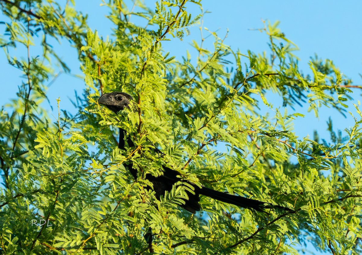Groove-billed Ani - ML643691829
