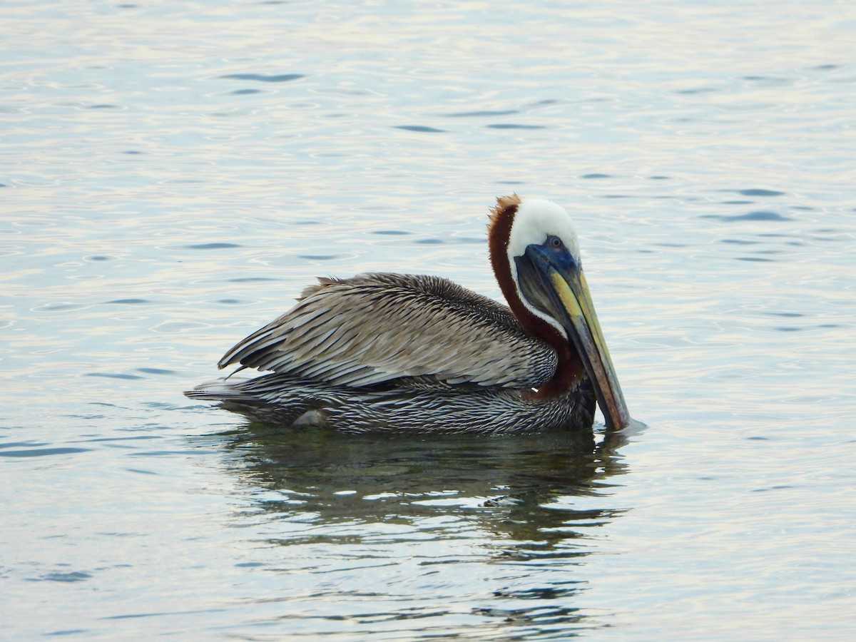 Brown Pelican - ML643691833