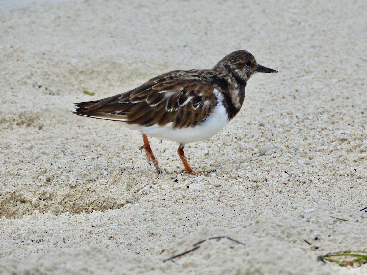 Ruddy Turnstone - ML643691834