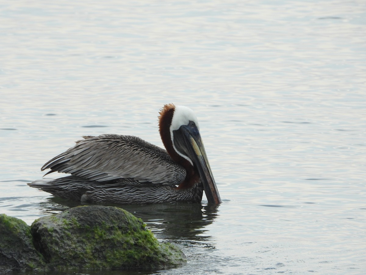 Brown Pelican - ML643691836
