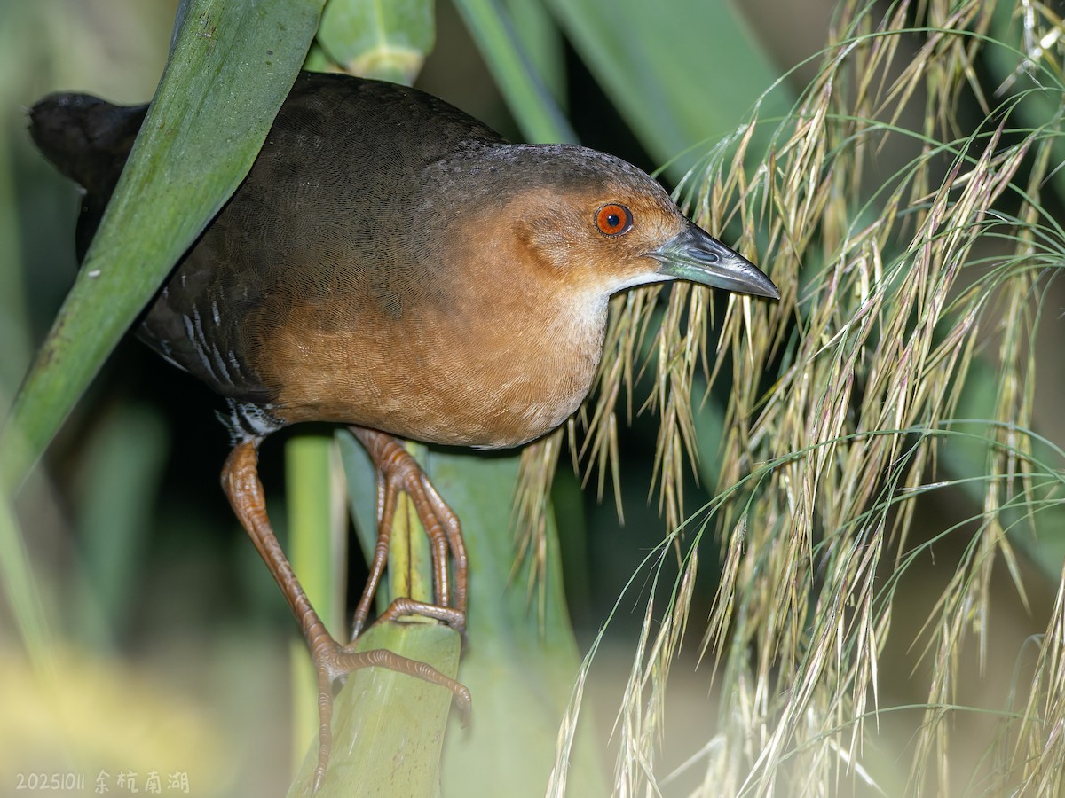 damrikse - ML643691845