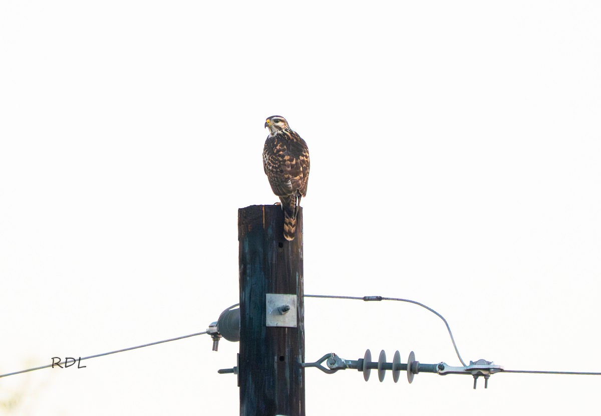 Gray Hawk - ML643691846