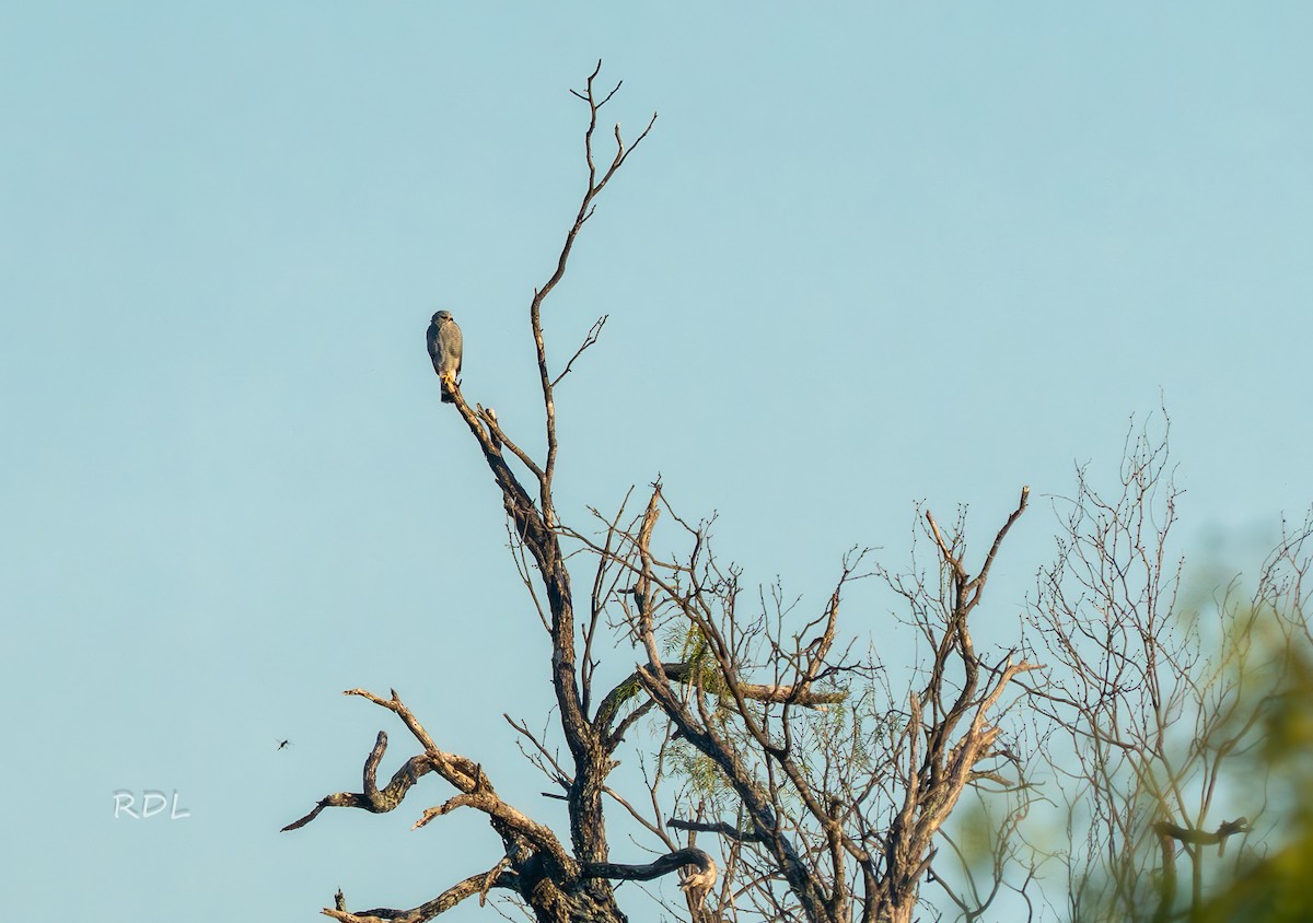 Gray Hawk - ML643691847