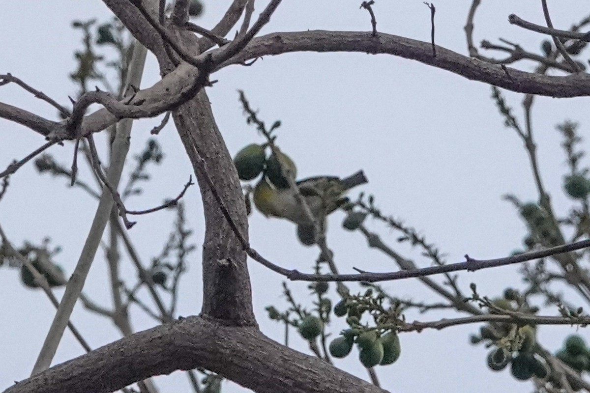 Ashy-bellied White-eye - ML643691870