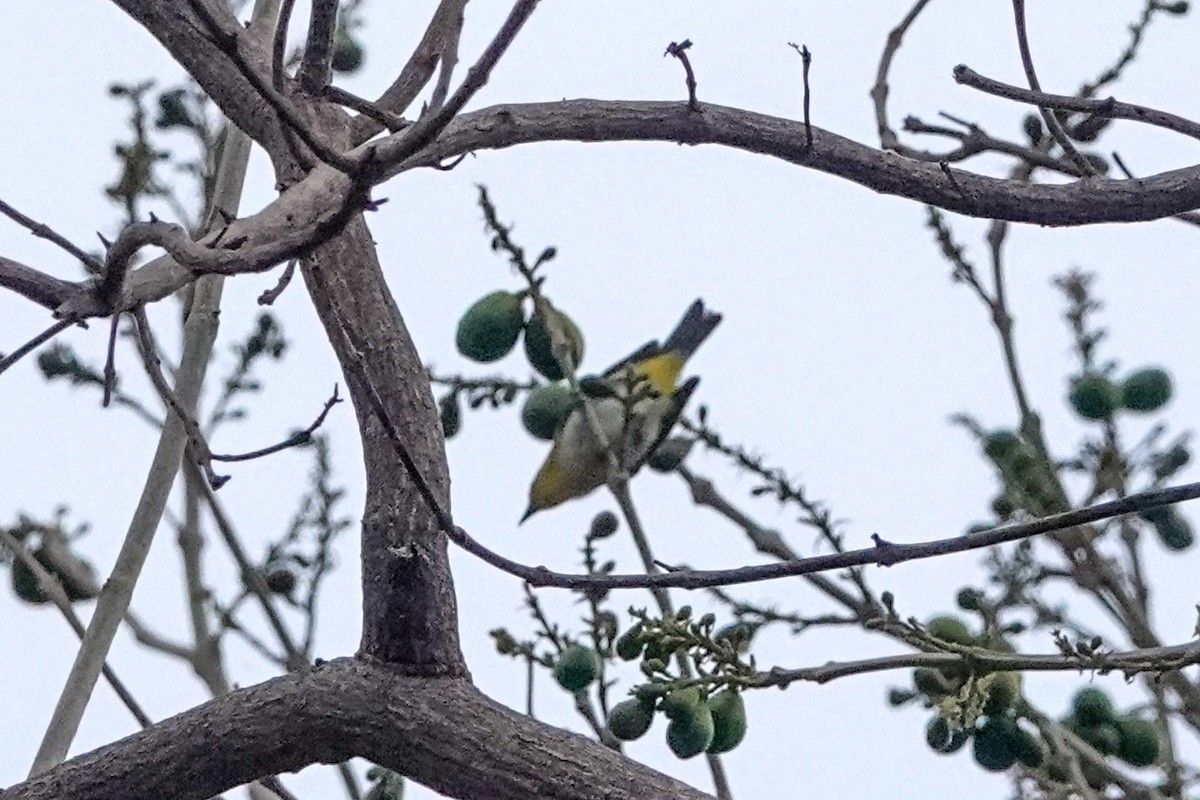 Ashy-bellied White-eye - ML643691871