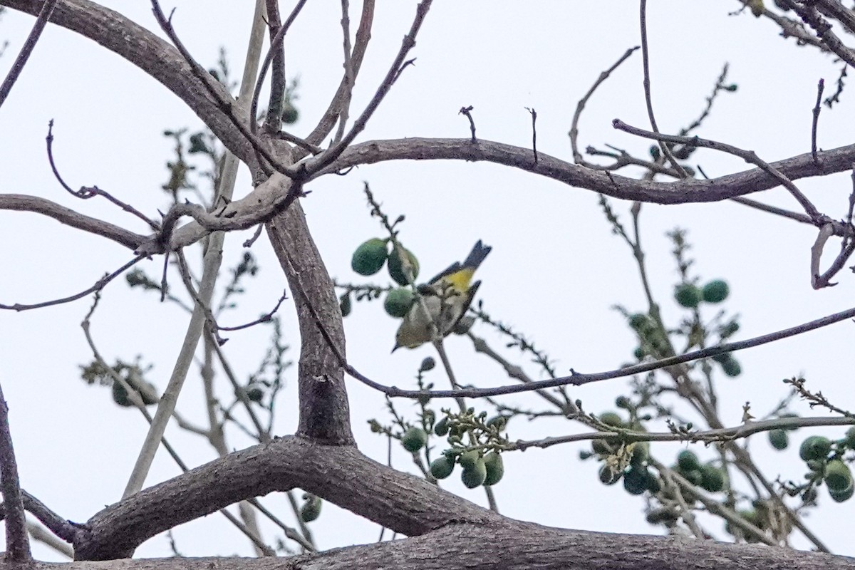 Ashy-bellied White-eye - ML643691872