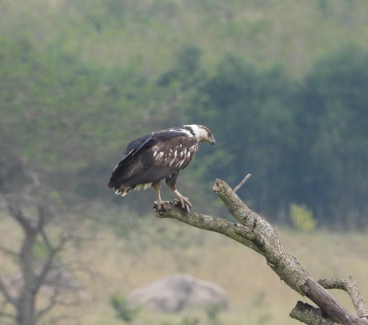 African Fish-Eagle - ML643691883