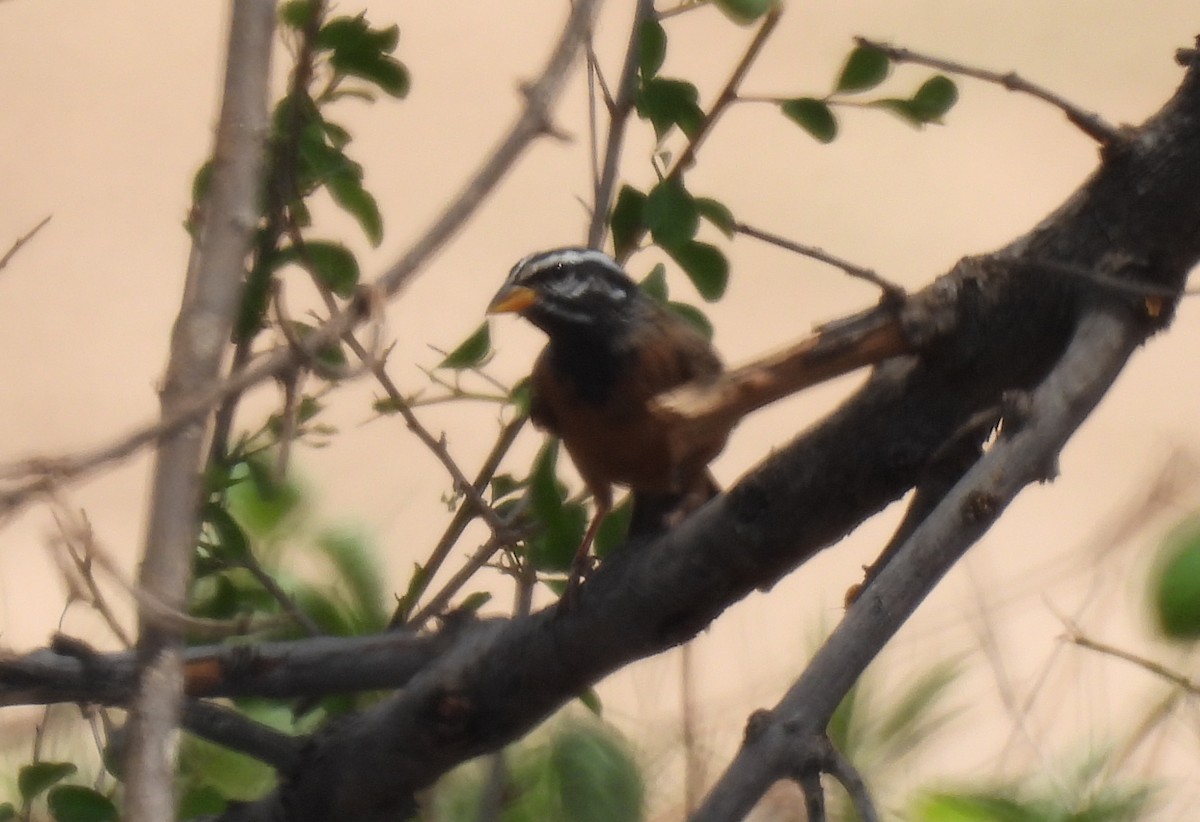 Cinnamon-breasted Bunting - ML643691890