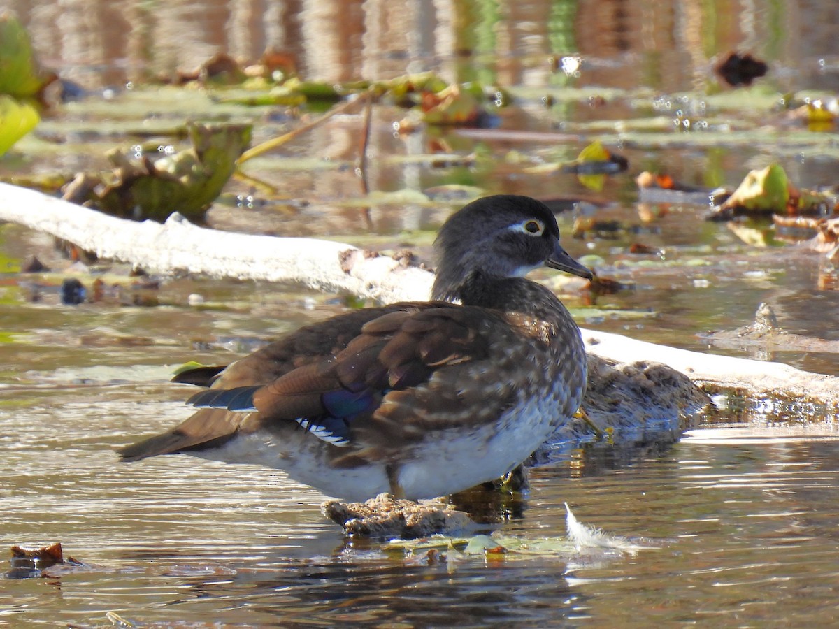 Wood Duck - ML643691891