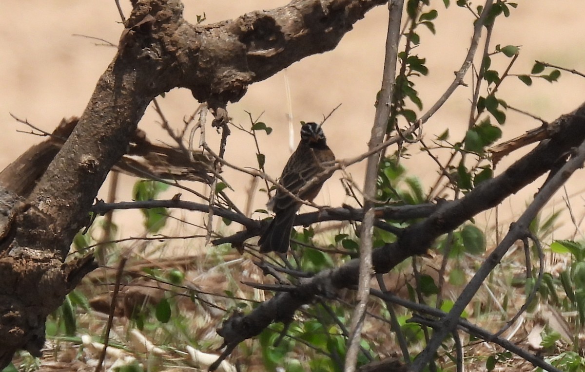 Cinnamon-breasted Bunting - ML643691899