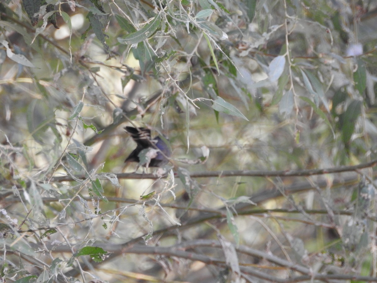 White-throated Fantail - ML643691900