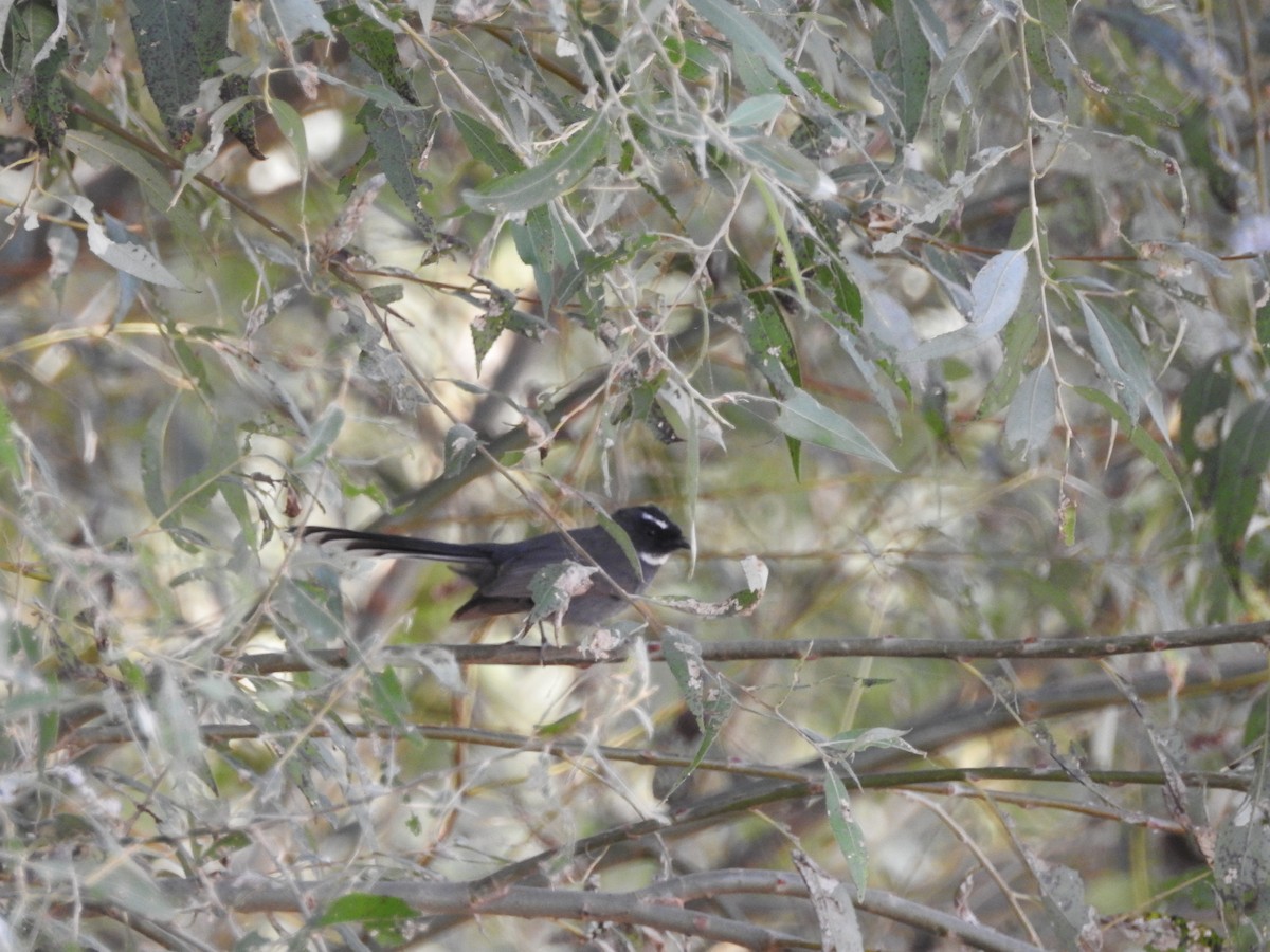White-throated Fantail - ML643691901