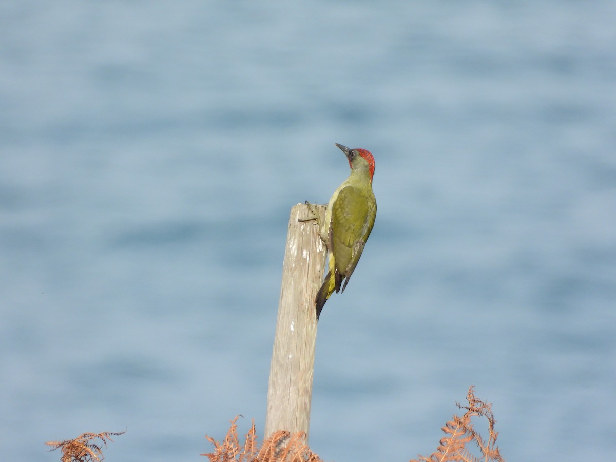 Iberian Green Woodpecker - ML643691910