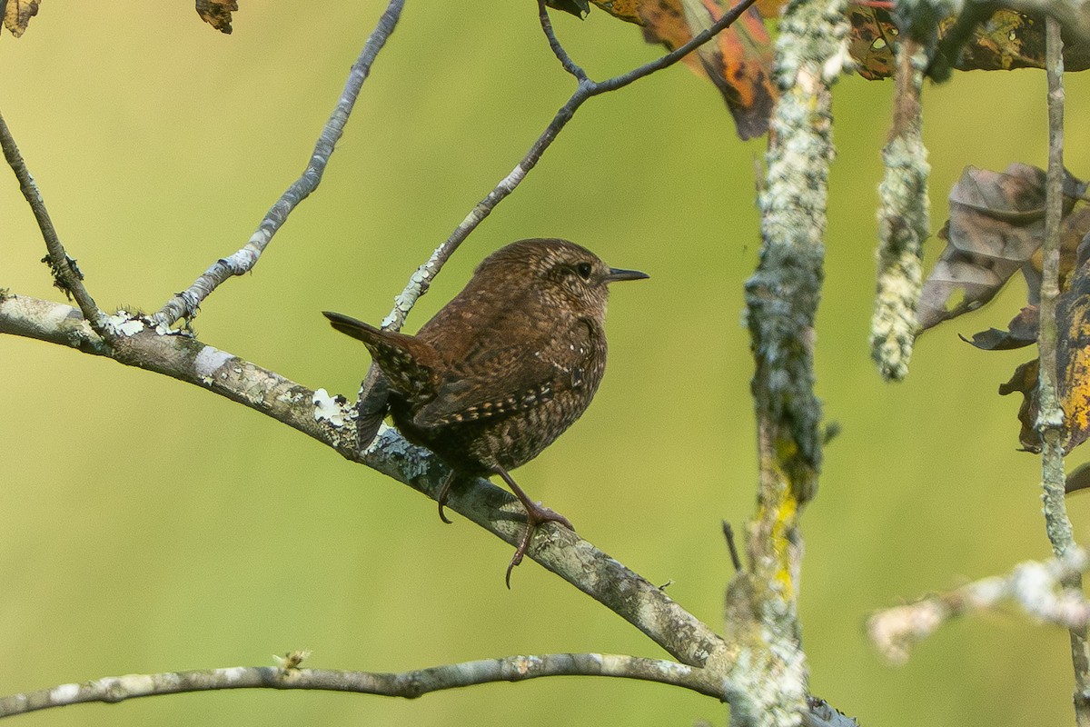 Winter Wren - ML643691915