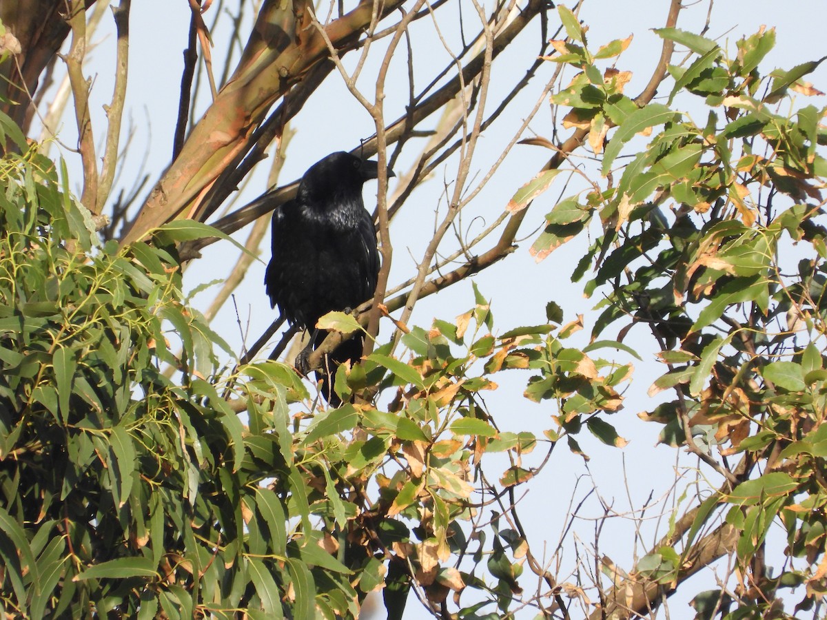 Common Raven - ML643691920