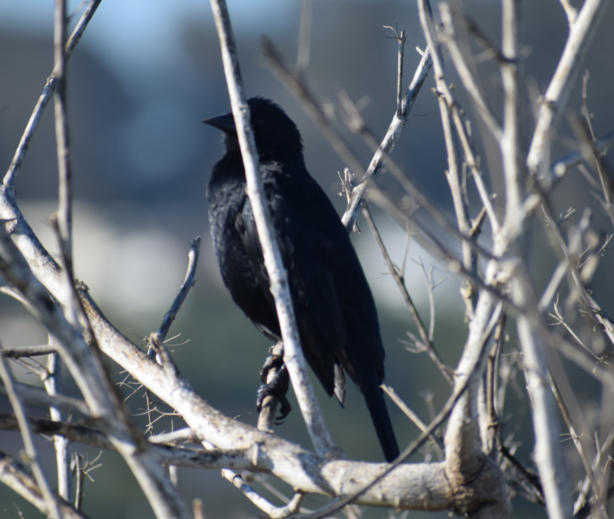 Austral Blackbird - ML643691936