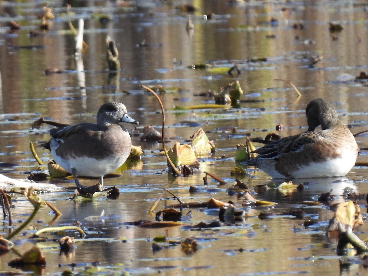 American Wigeon - ML643691942