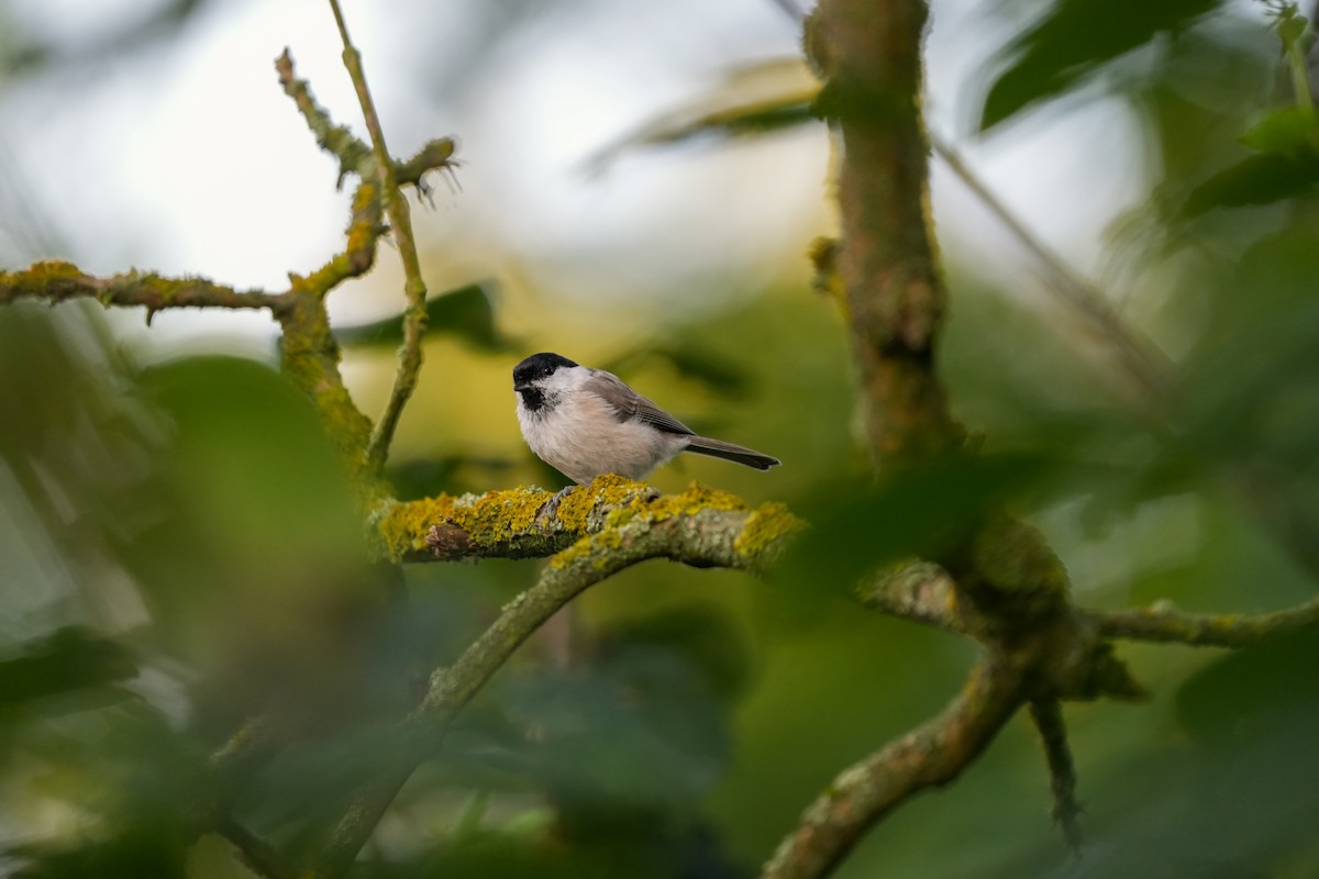 Marsh Tit - ML643691945