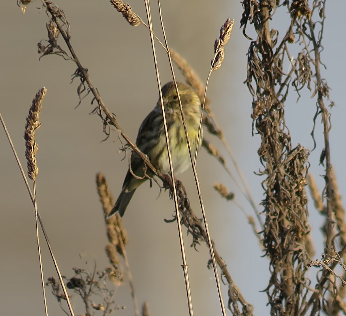 European Serin - ML643691949