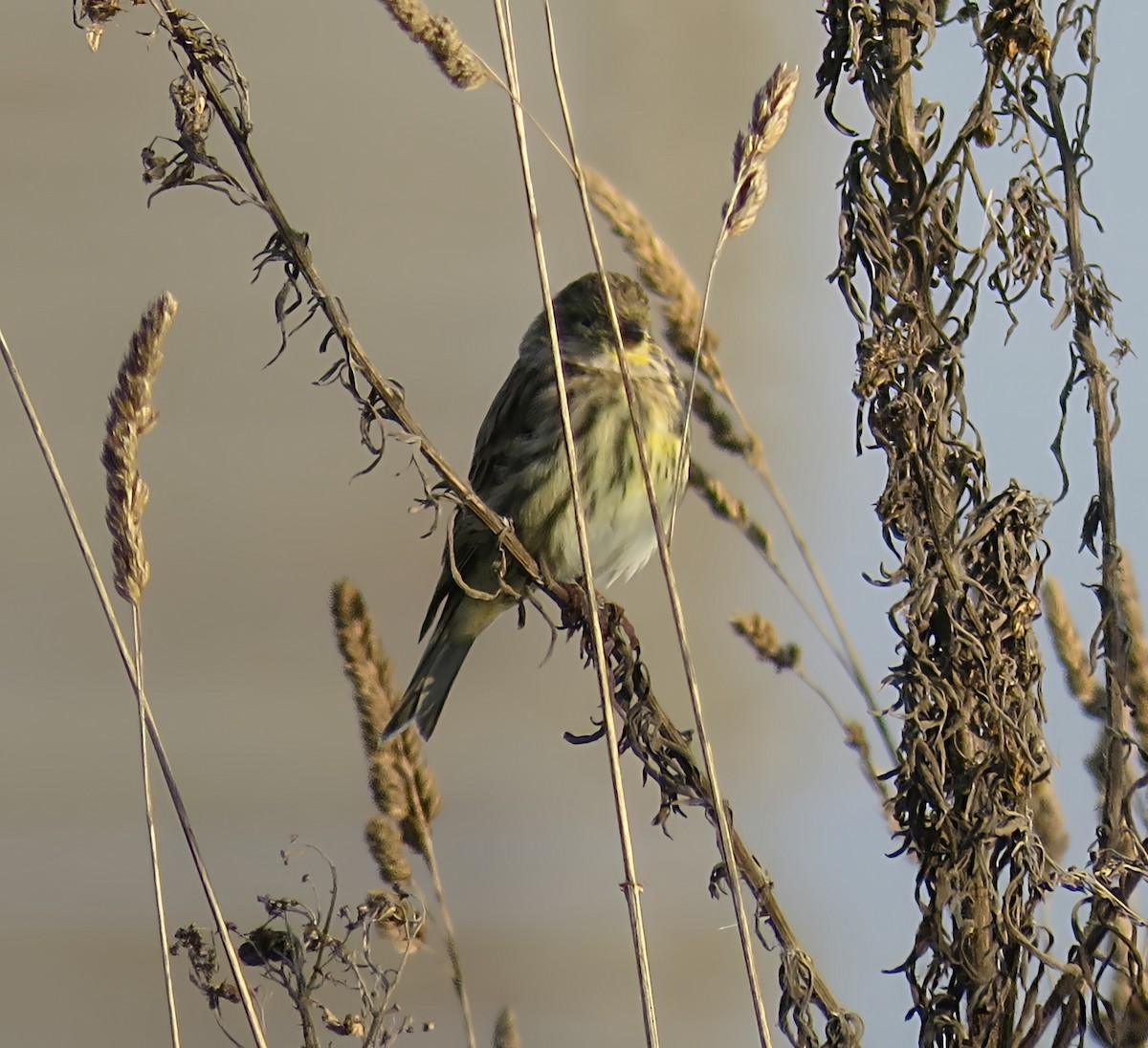 European Serin - ML643691950