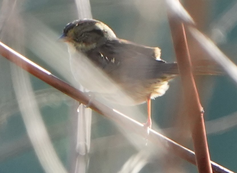 Swamp Sparrow - ML643691953