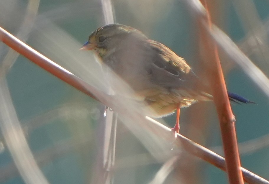 Swamp Sparrow - ML643691961