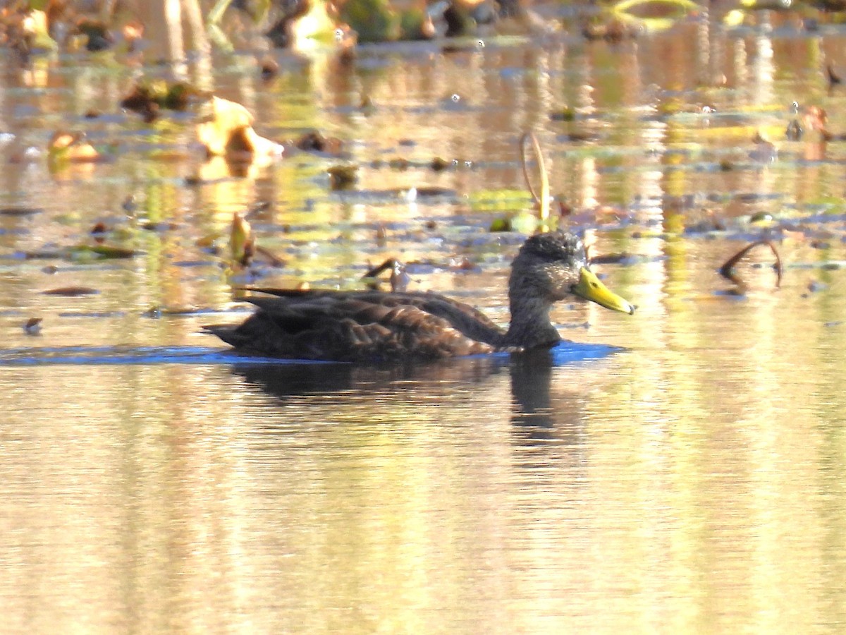 American Black Duck - ML643691971