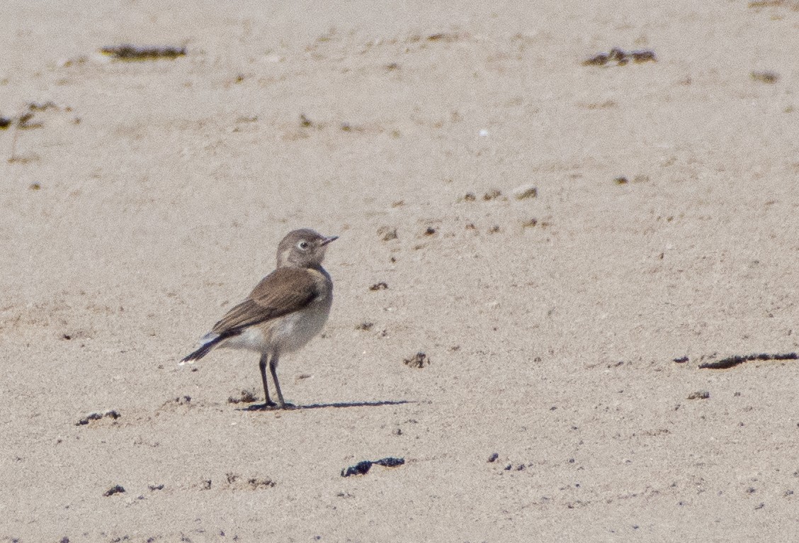 White-fronted Chat - ML643691982