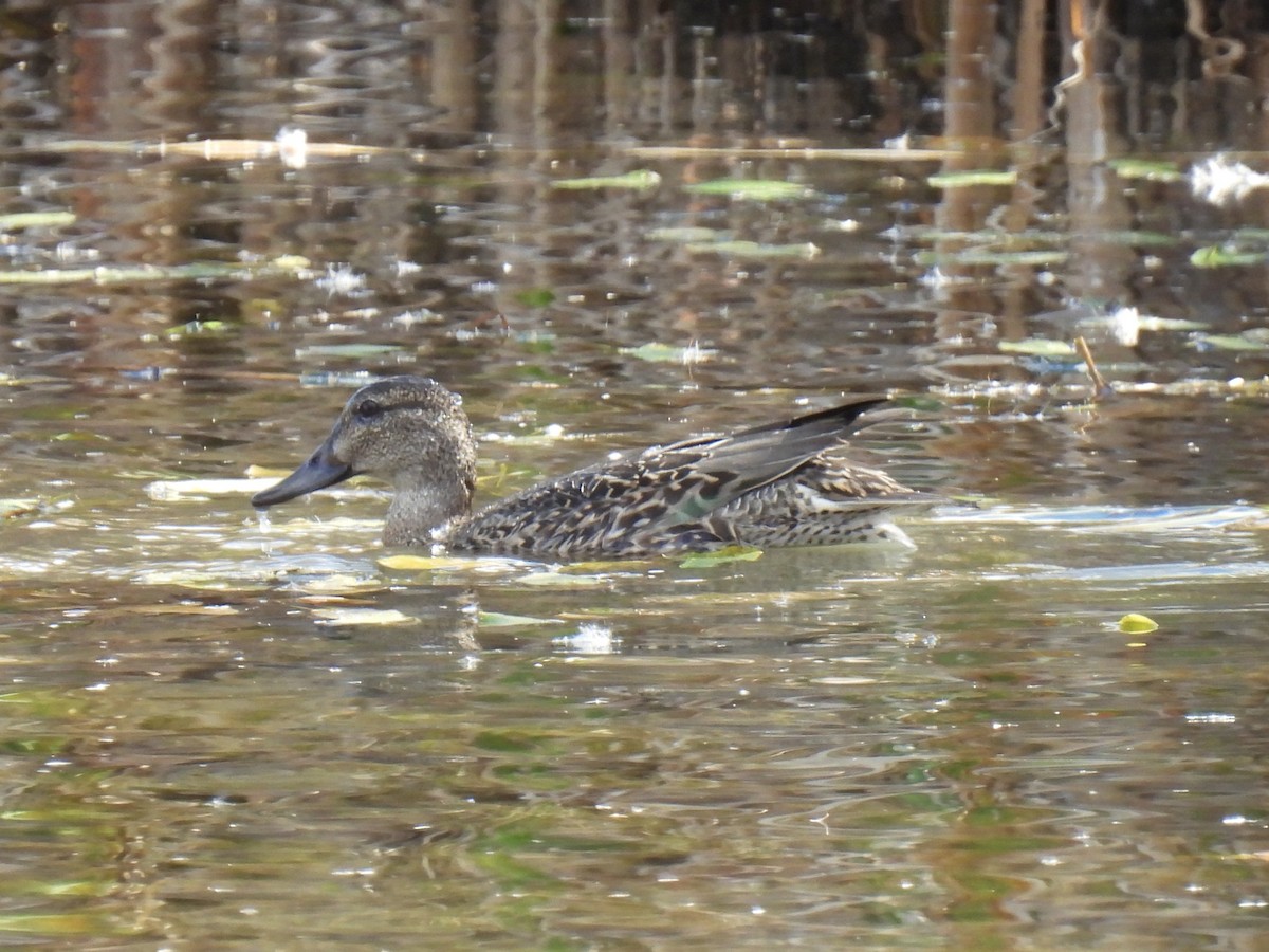 Green-winged Teal - ML643691998