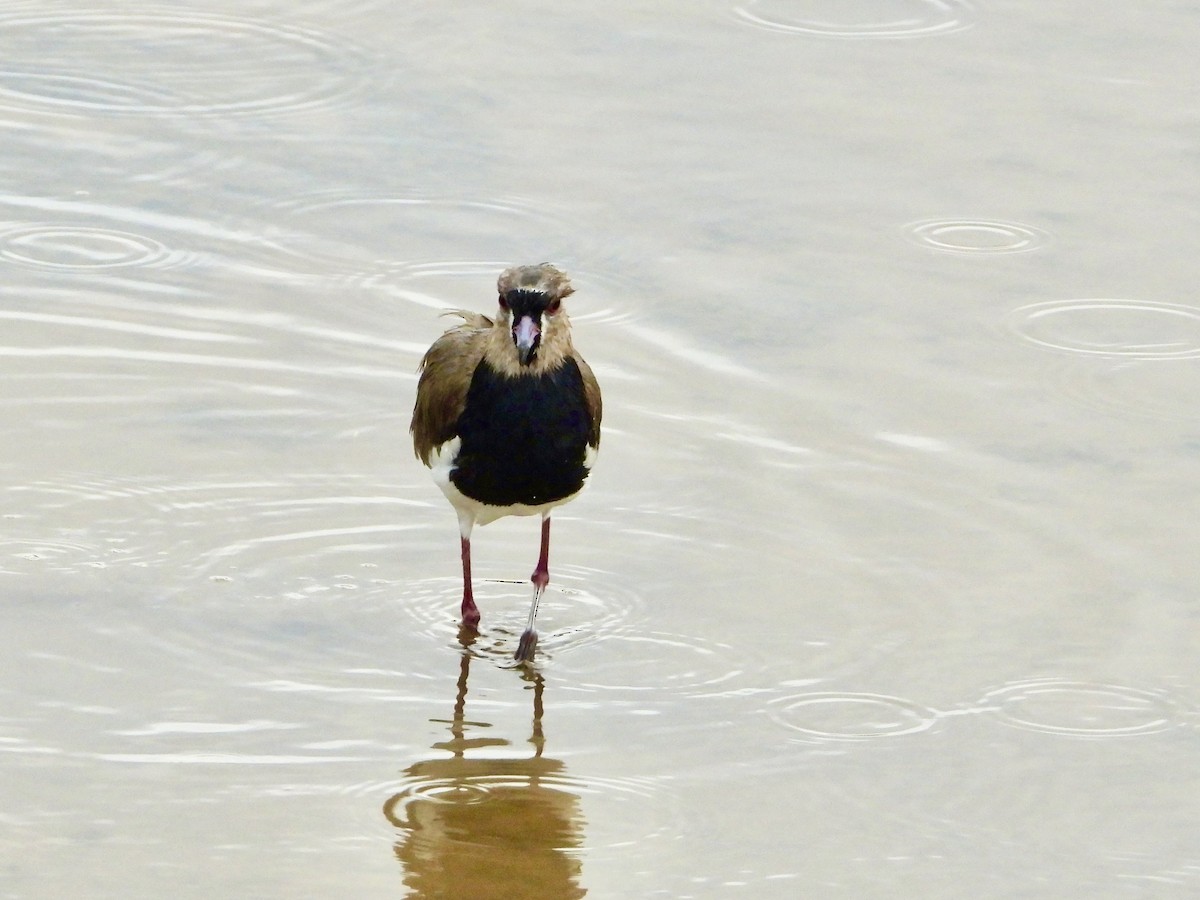 Southern Lapwing - ML643692001