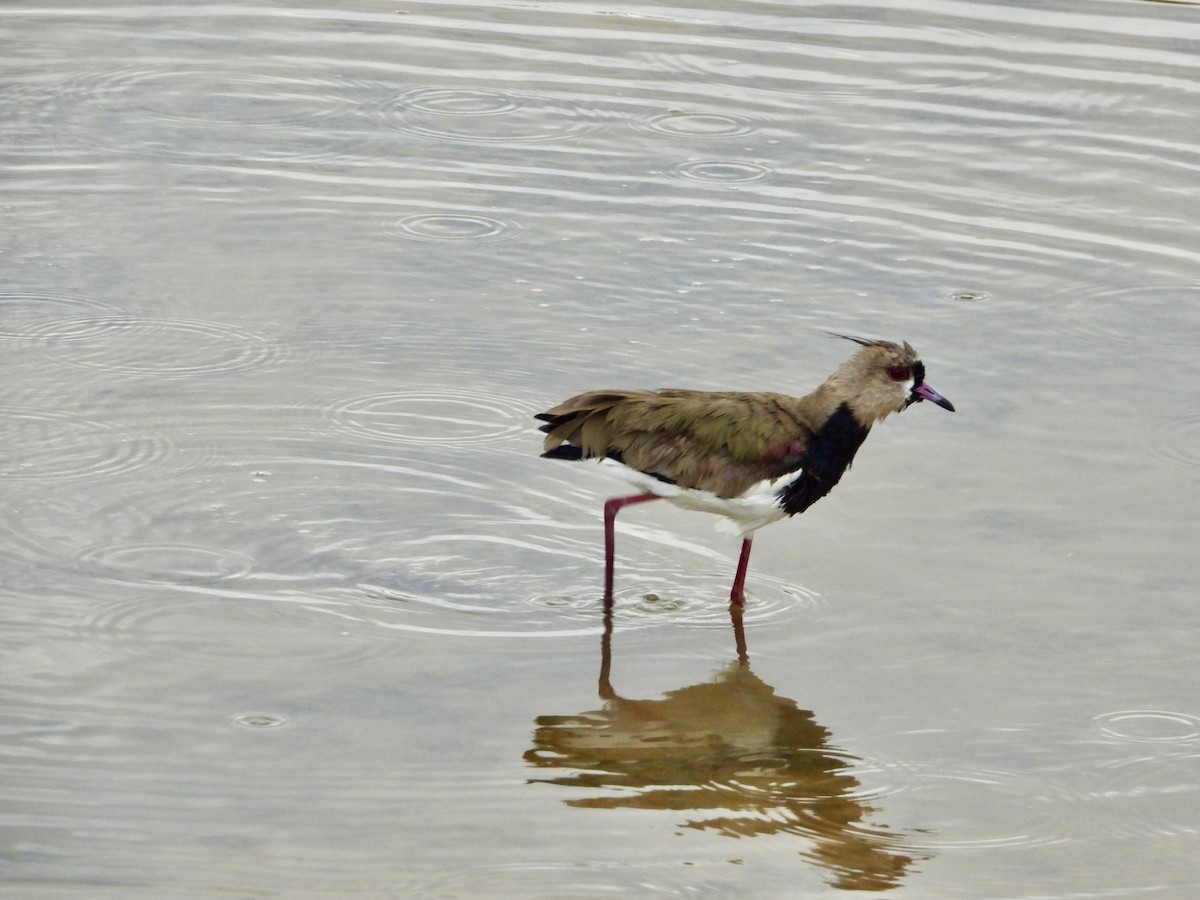 Southern Lapwing - ML643692002