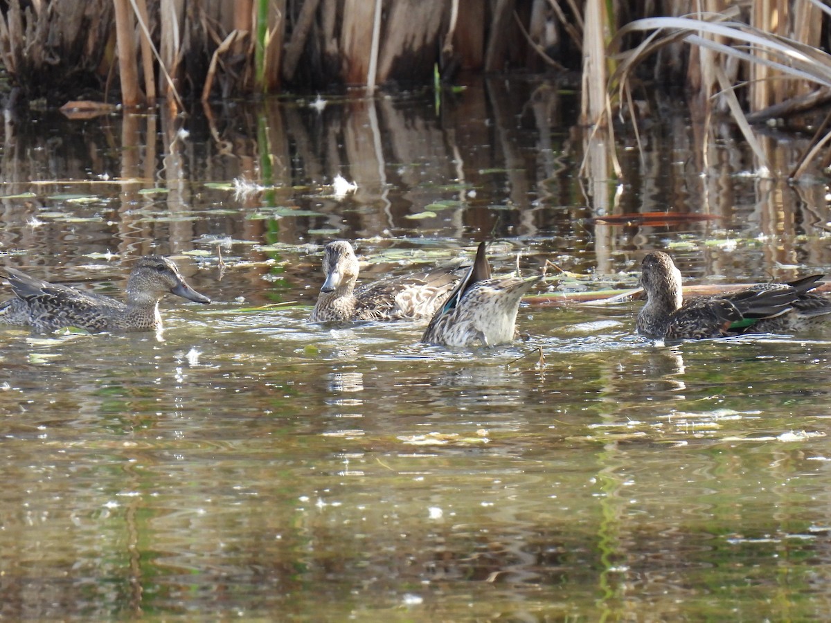 Green-winged Teal - ML643692009