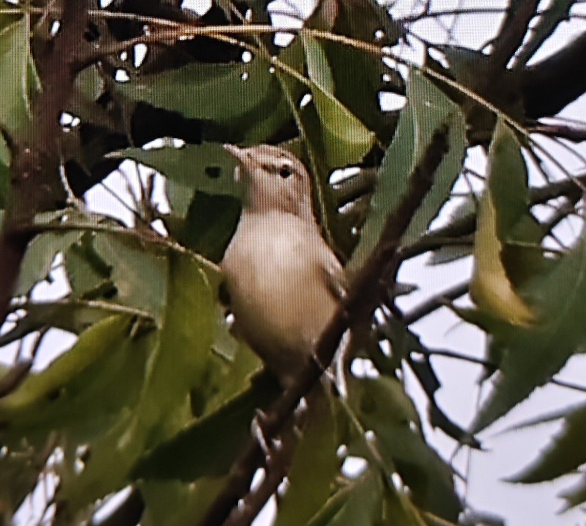 Sykes's Warbler - ML643692018