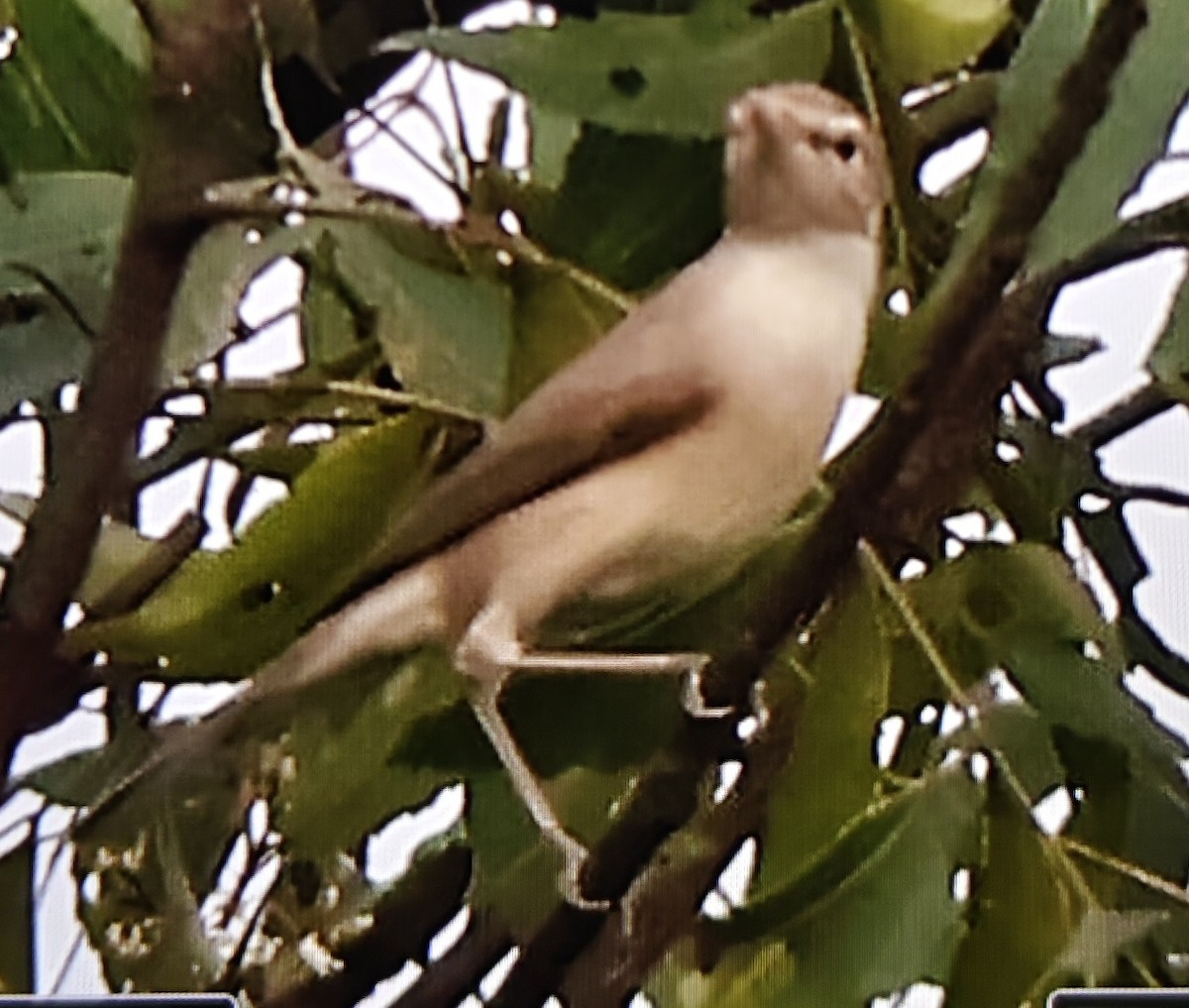 Sykes's Warbler - ML643692019