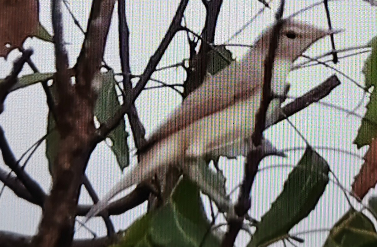 Sykes's Warbler - ML643692020