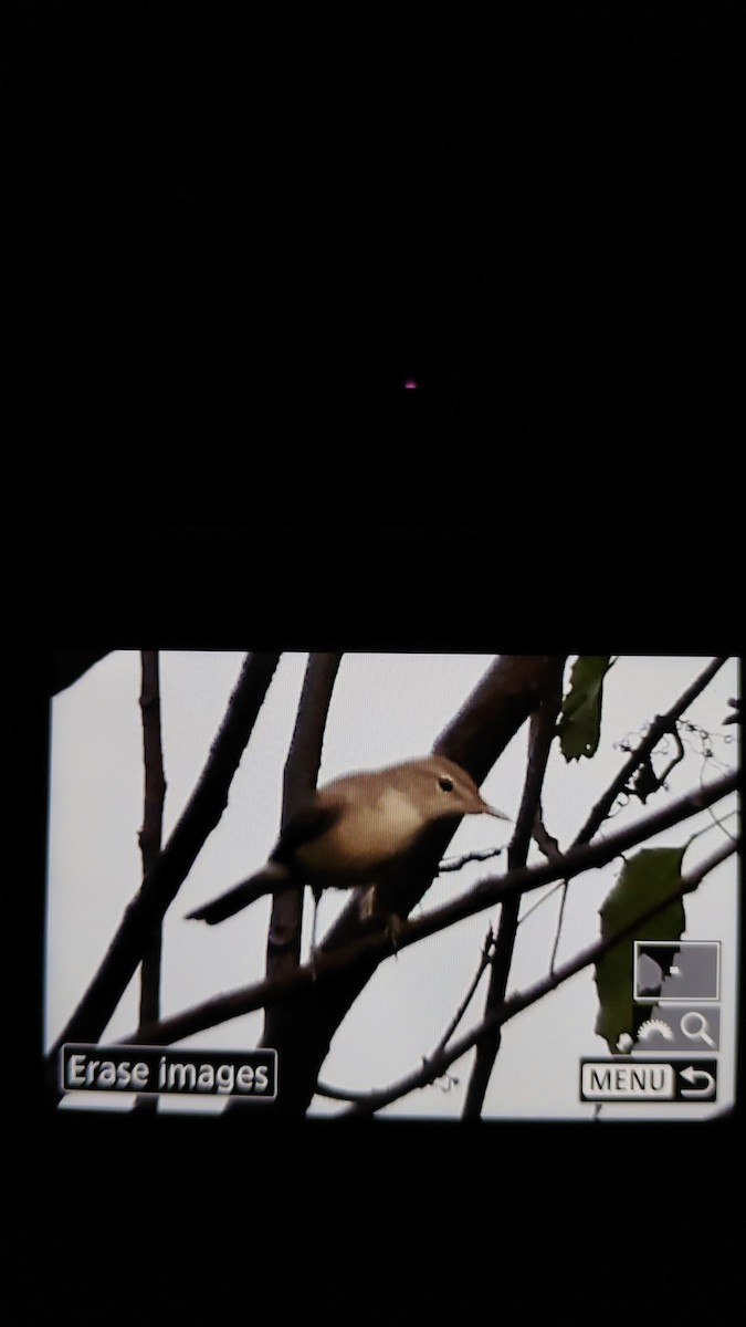 Sykes's Warbler - ML643692021