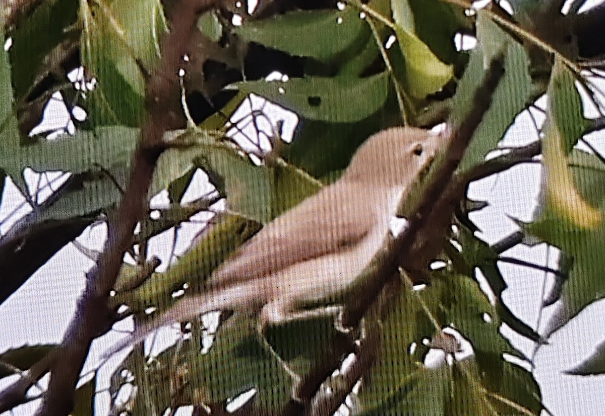 Sykes's Warbler - ML643692022