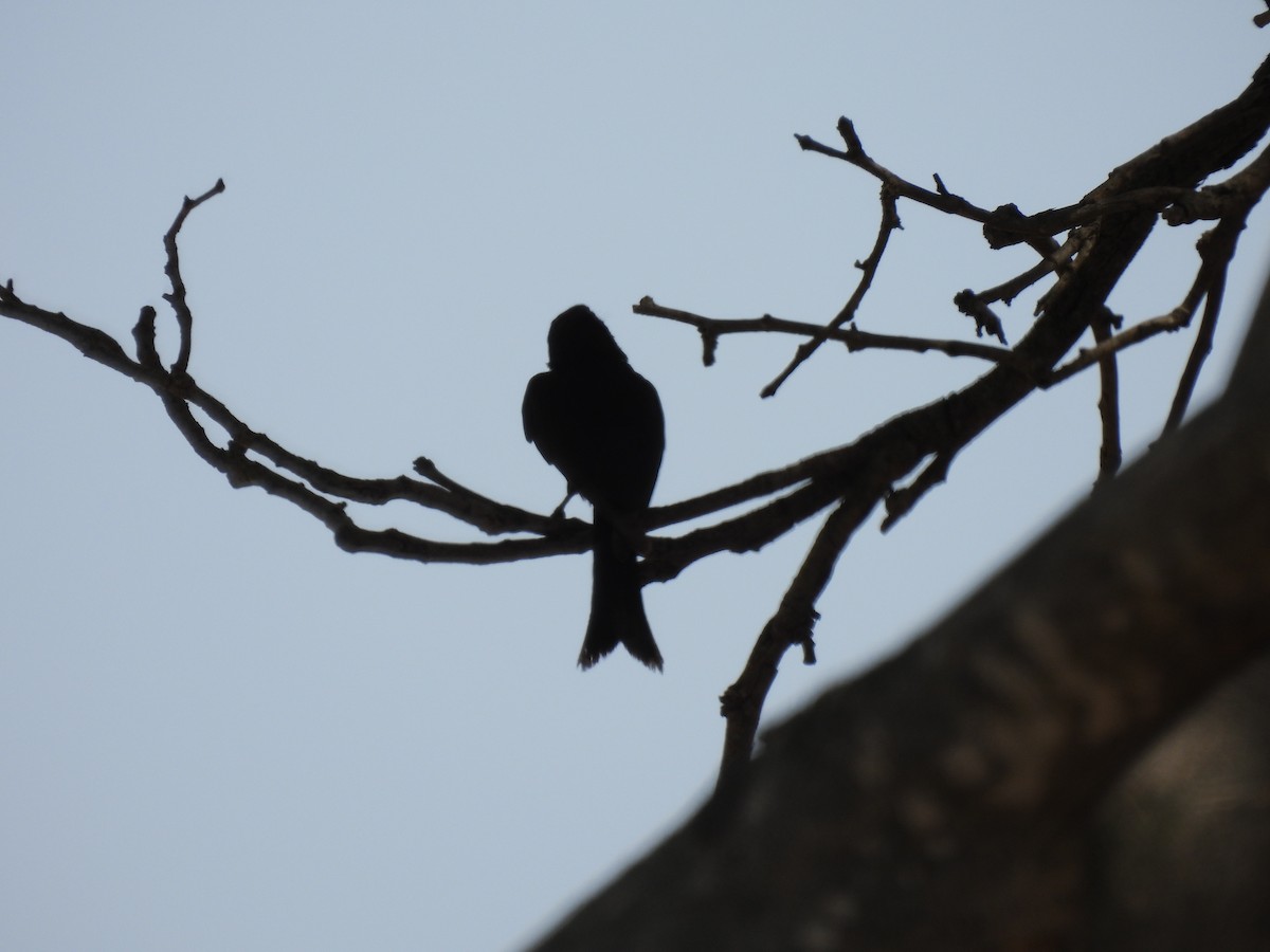 drongo africký - ML643692023