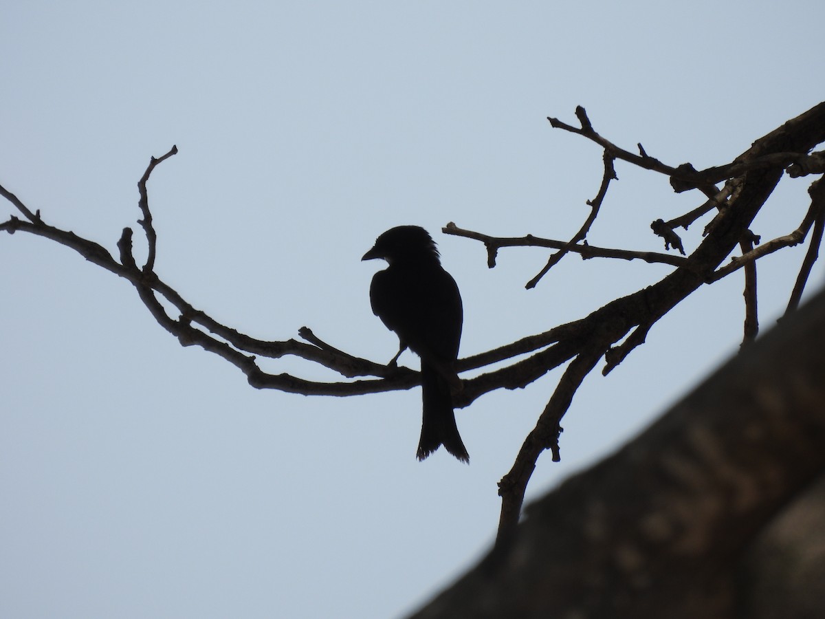 drongo africký - ML643692024