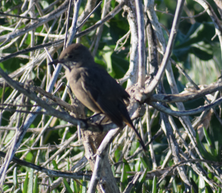 Great Shrike-Tyrant - ML643692029