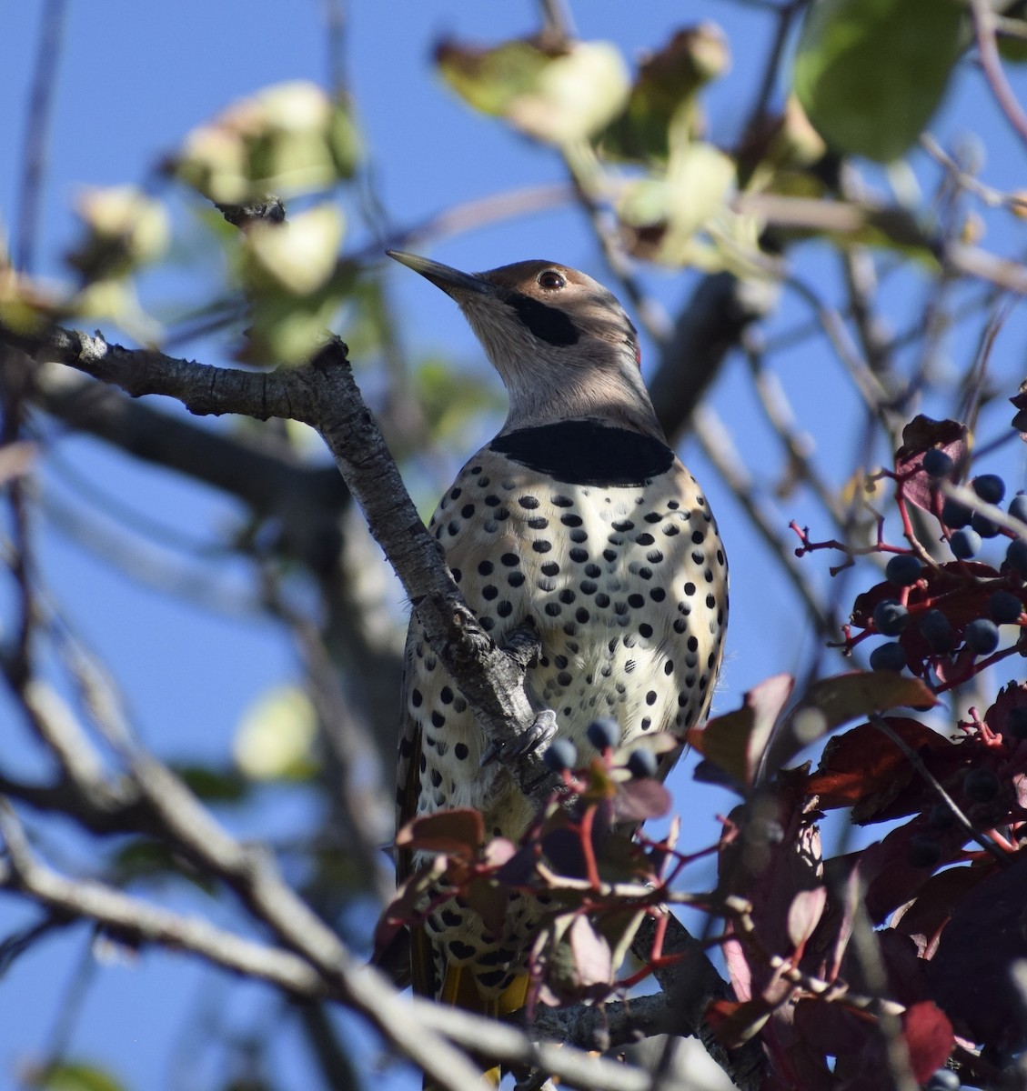Northern Flicker - ML643692033
