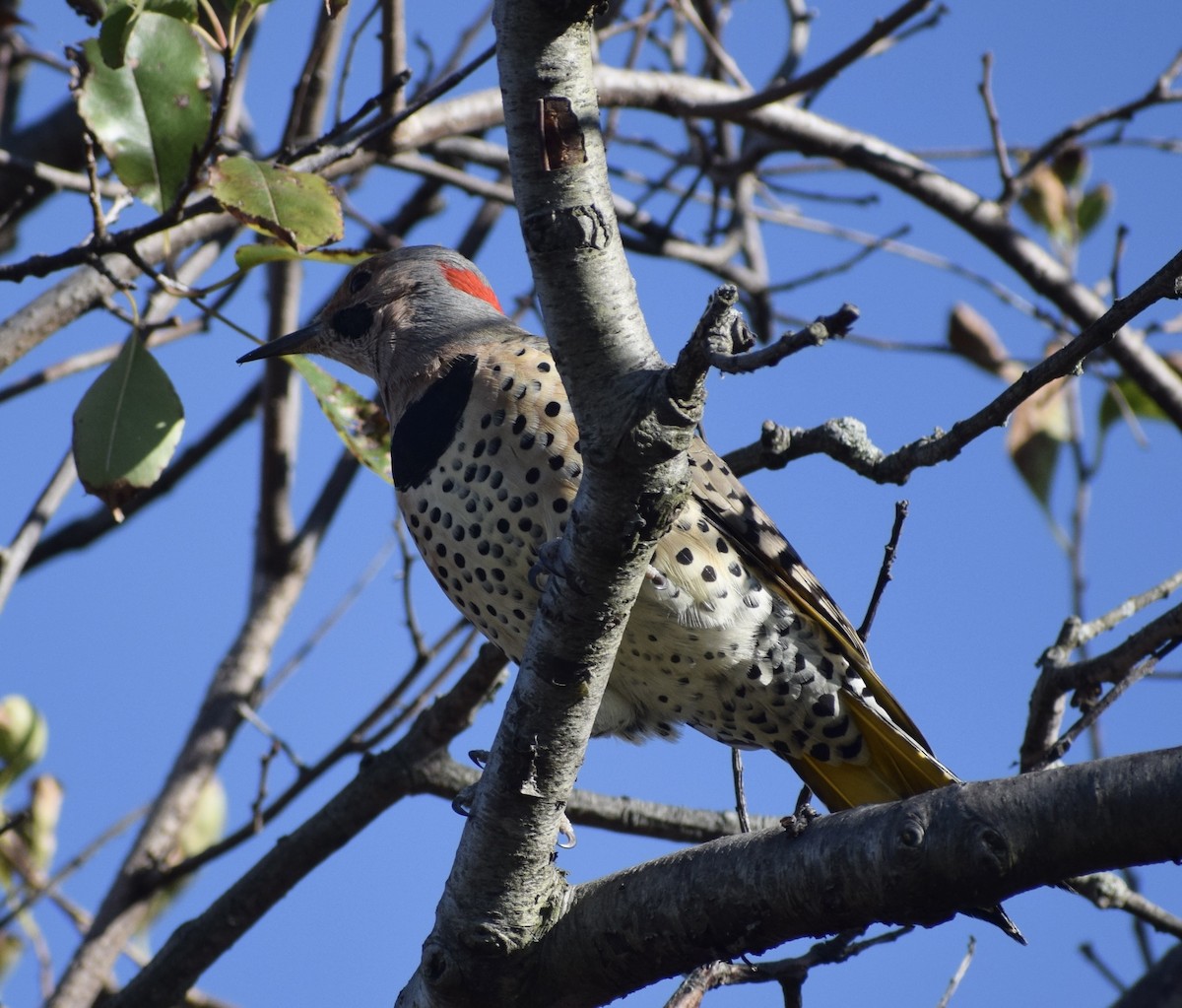 Northern Flicker - ML643692034