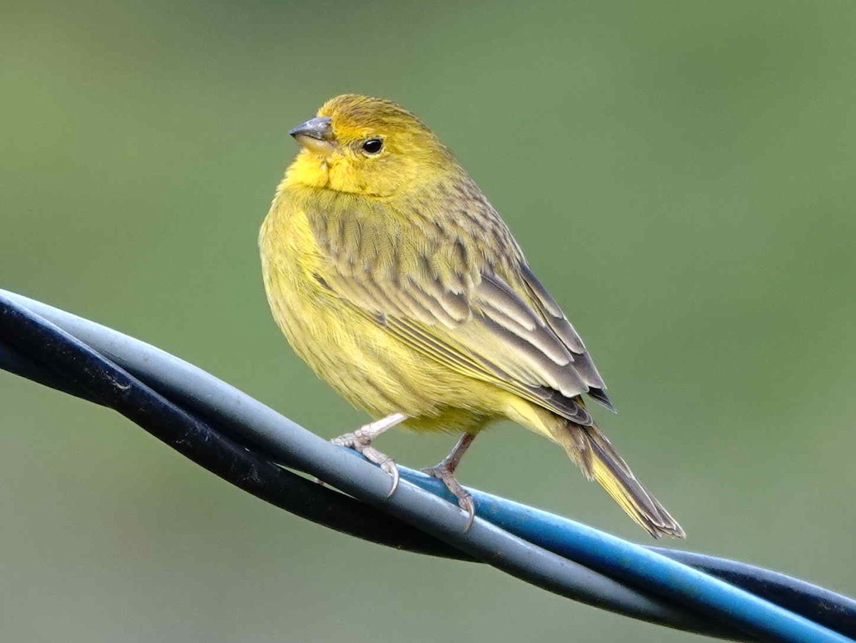 Saffron Finch - ML643692051